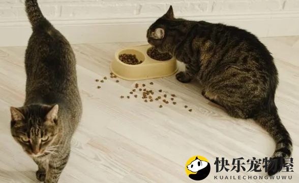 深入解读比瑞吉猫粮