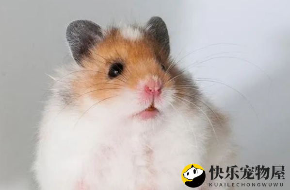 金丝熊仓鼠怎么养？看这里，教你轻松成为养鼠达人！