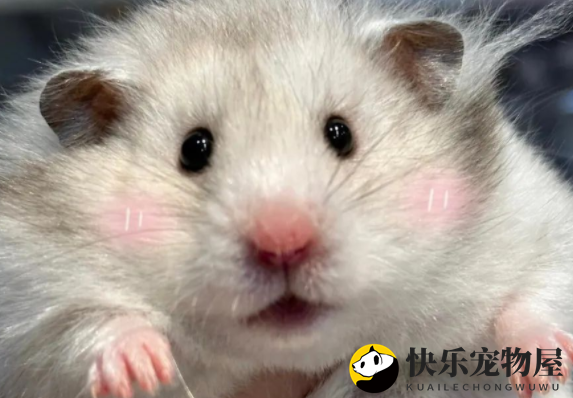金丝熊饲养小知识