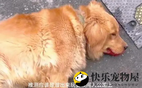 金毛犬躺在路中间奄奄一息，好心夫妻俩出手了！