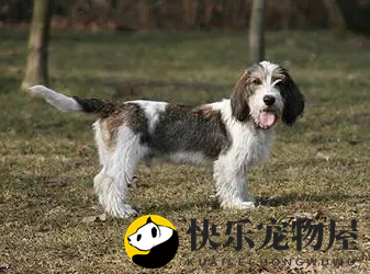 迷你贝吉格芬凡丁犬喜叫程度，喜叫四颗星