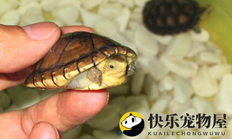 阿拉莫泥龟的养护全解析！