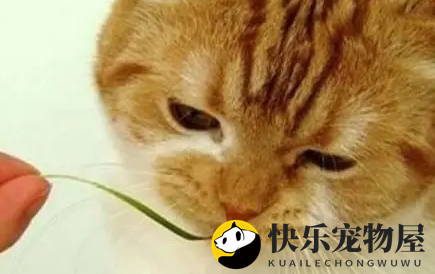 铲屎官用红烧肉调戏胖猫，猫咪的表情亮了，笑哭主人