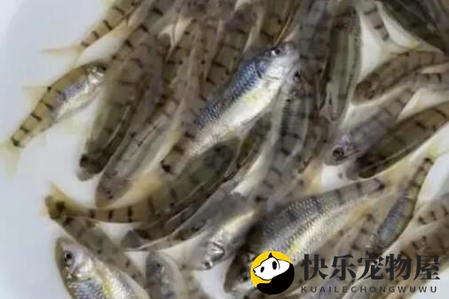龙胆石斑鱼育苗