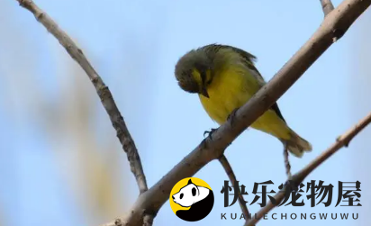 金青鸟换毛要注意什么？此文帮你解答