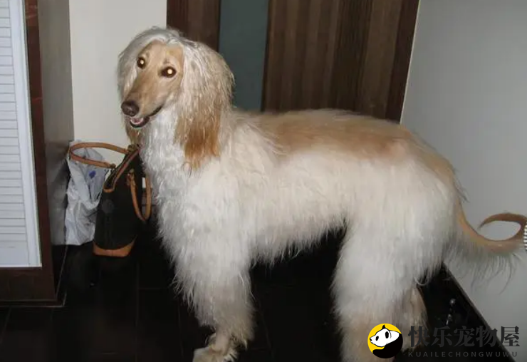 阿富汗猎犬腹泻怎么办?这里有方法 阿富汗猎犬腹泻怎么办?这里有方法