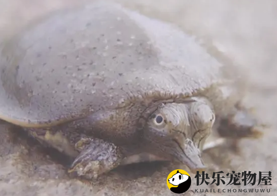 鳖中王者——鼋