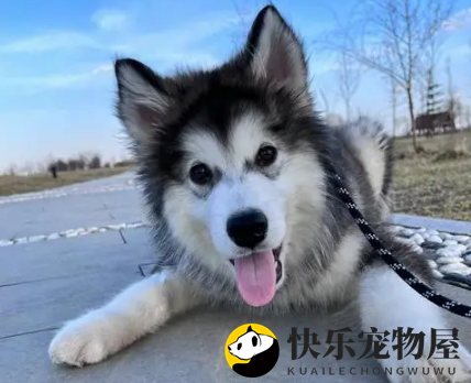 阿拉斯加犬如何处理毛绒问题？