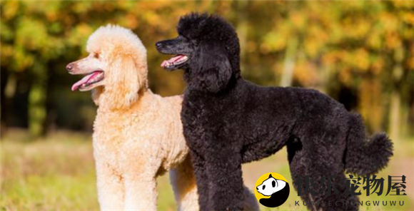 适合陪伴老人的犬种