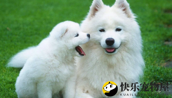 适合家里面有小朋友饲养的几种犬,看完你就知道了 适合家里面有小朋友饲养的几种犬,看完你就知道了