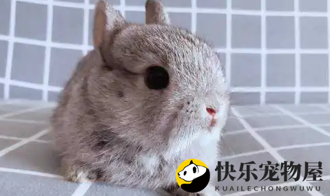 金吉拉兔养护小贴士——定期洗澡