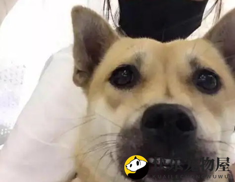 一睹真容！陈乔恩的爱犬，原来是这个品种！