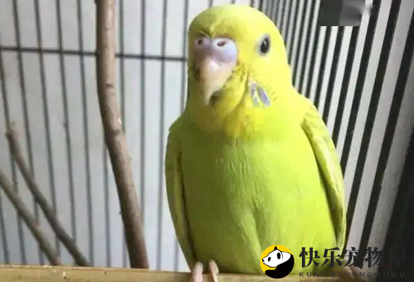 鹦鹉易误食花草，放出笼活动要谨慎！