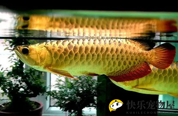 金龙鱼吃什么长得快？不要过于着急