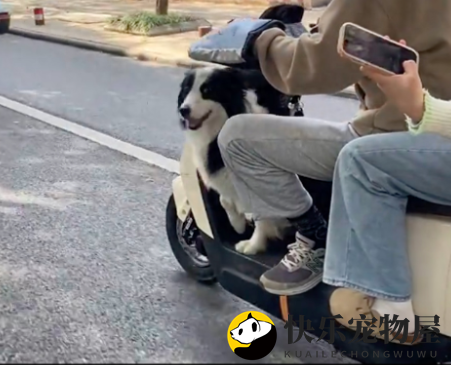 电瓶车上的狗狗，前腿一伸，奔跑模式启动！