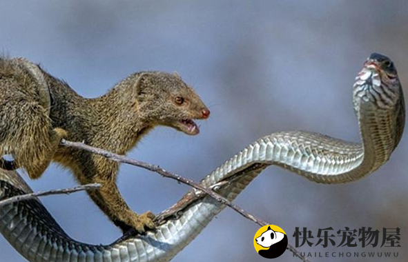 非洲树蛇：外表很艳丽，毒性却很强大