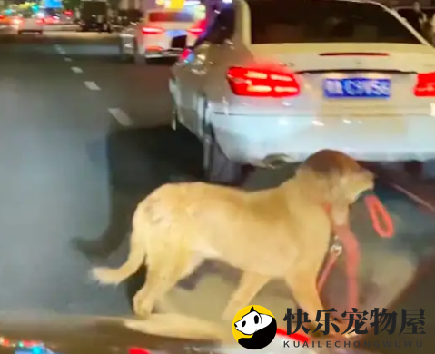 金毛走丢了，紧咬牵引绳在街头寻找主人，一脸焦急！