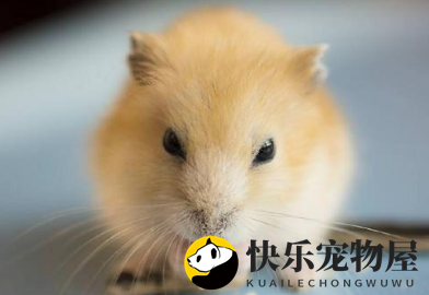 金狐仓鼠好养吗？金狐仓鼠就是好养活的仓鼠