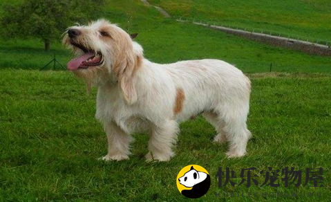 迷你贝吉格里芬凡丁犬缺钙缺钙吃什么好？