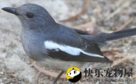 揭秘鹊鸲的生活习性和人工饲养方法