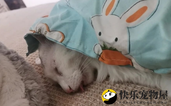 铲屎官的哪些行为会让猫咪误以为你不要它了