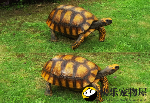 揭秘黄腿象龟的饮食秘密！