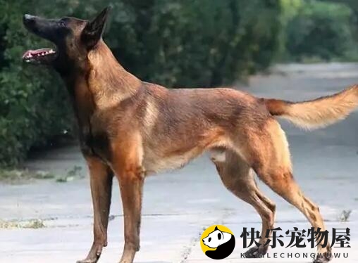 揭秘马犬认主时间，这里有详细解答~