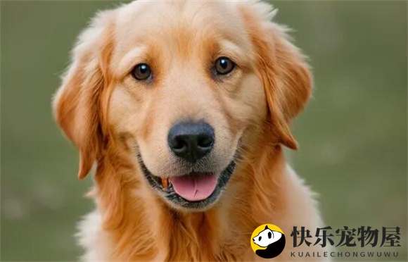 金毛犬的4个饲养注意事项，你注意到了吗？