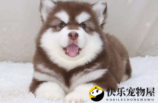 阿拉斯加鼻头变粉揭秘