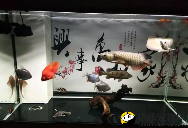 鱼缸水质问题的处理办法