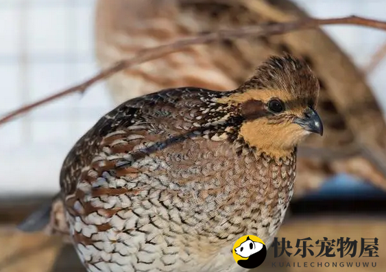 鹌鹑怎么养？这些条件需要准备好！
