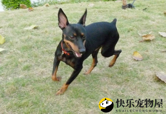 迷你杜宾犬看家能力大揭秘！