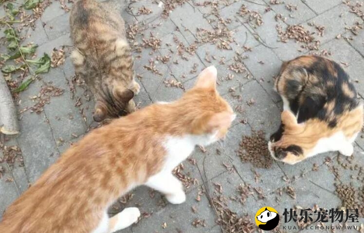 如何找到附近流浪猫？有人知道吗？