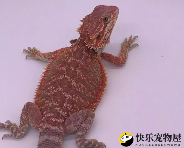 鬃狮蜥购饲养小课堂，感兴趣的来看看~