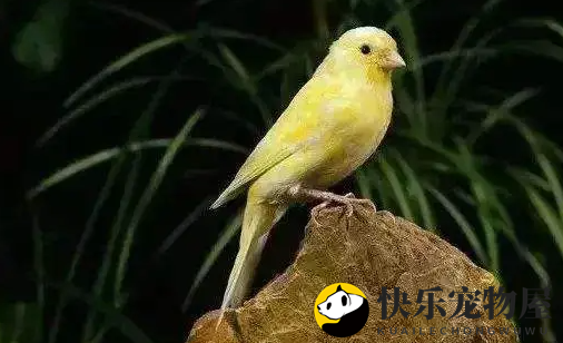 黄玉鸟怎么养？这些饲养技巧要掌握