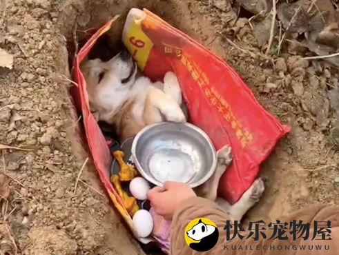 黄狗因病离世，主人亲手安葬，同伴披麻戴孝共度离别！