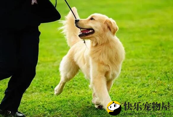 遛狗的实际意义，并不只是处理上厕所，也有那些益处