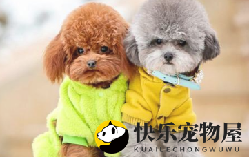 饲养泰迪优势多多的，现在开始养一只“小公举”了