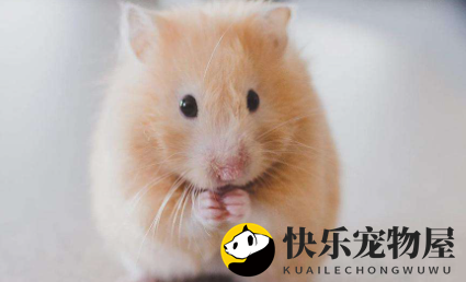 金丝熊养护误区揭秘：新手必知的养熊禁忌