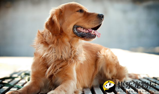 金毛犬能吃火腿肠吗？食用时需注意什么？