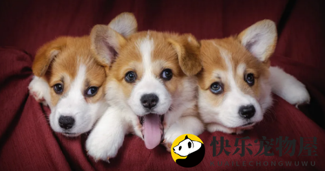适合家里面有小朋友饲养的几种犬,看完你就知道了 适合家里面有小朋友饲养的几种犬,看完你就知道了