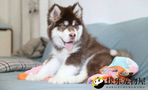 阿拉斯加犬瘟早期有什么症状？你都知道吗？