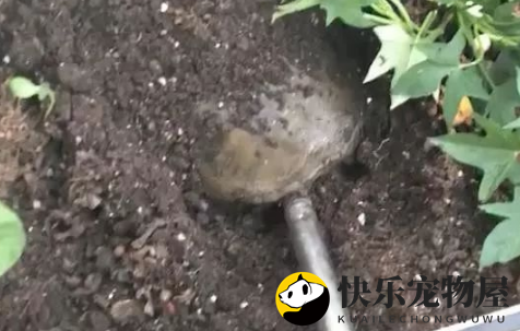 这龟从厨房爬出来找了很久都没找到，网友：快放回去这是要下蛋！ 