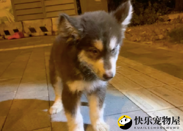 阿拉斯加因病被遗弃了，站都站不稳