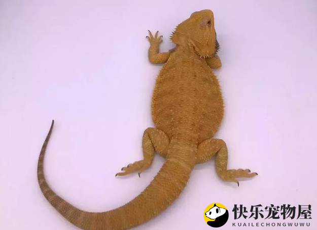 鬃狮蜥购饲养小课堂，感兴趣的来看看~