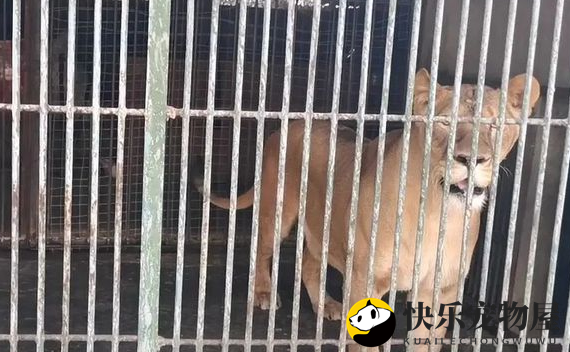 金毛狗“变身”非洲狮？可怜的家长：这下该怎么给孩子解释呢