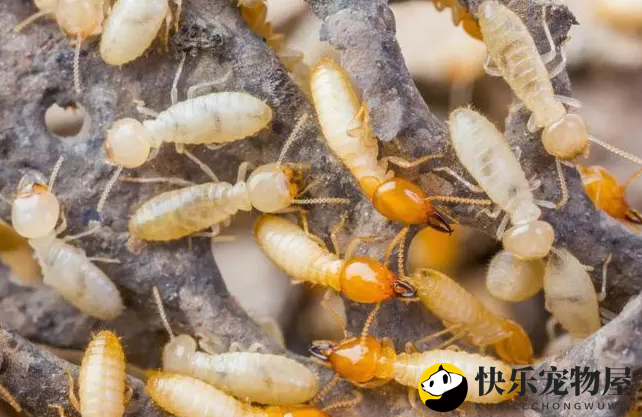 专业除白蚁公司