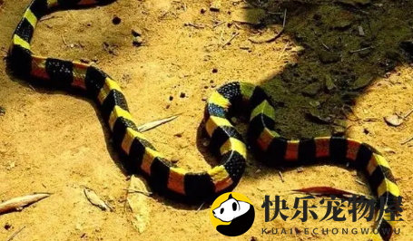 金环蛇可以家养吗？准备工作做好就没问题！