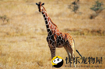 长颈鹿的动物分类揭秘