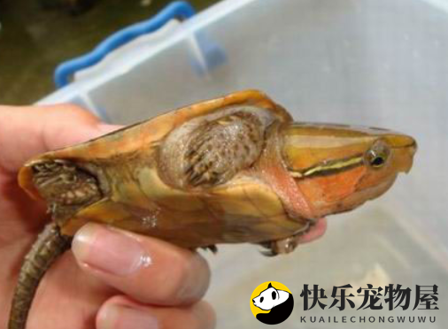 鹰嘴龟的照料指南，一图掌握！